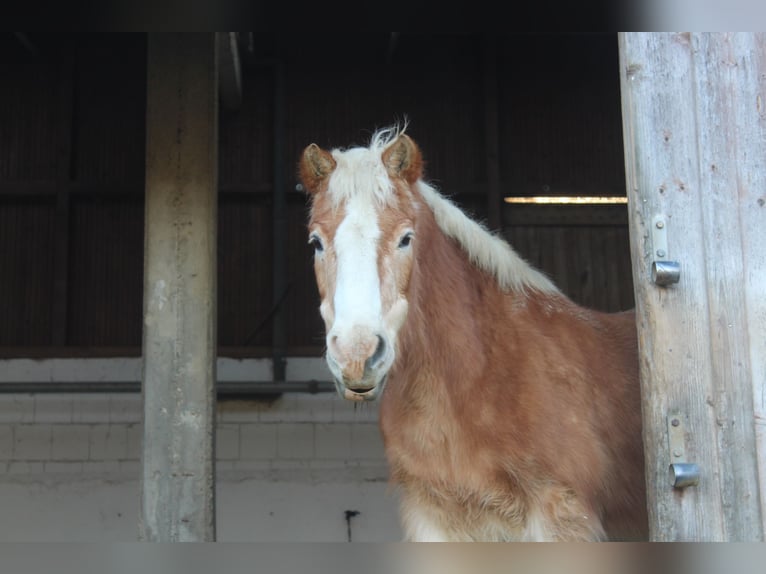 Haflinger Merrie 31 Jaar 135 cm Vos in Much