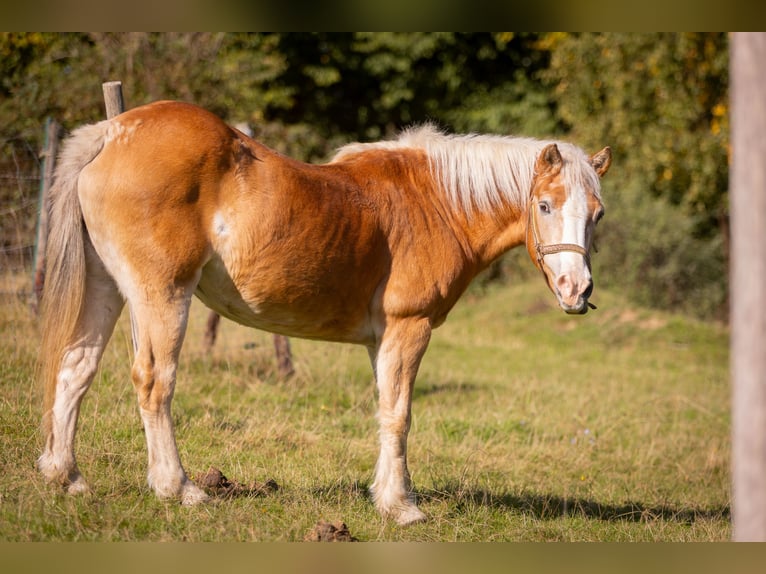 Haflinger Merrie 31 Jaar 135 cm Vos in Much