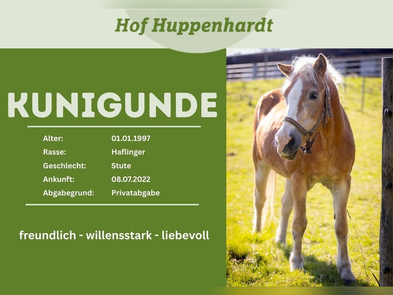 Haflinger Merrie 31 Jaar 135 cm Vos in Much