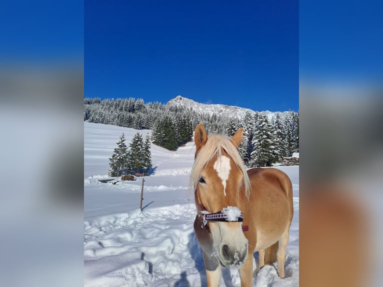 Haflinger Merrie 3 Jaar 137 cm Roodvos in Tannheim
