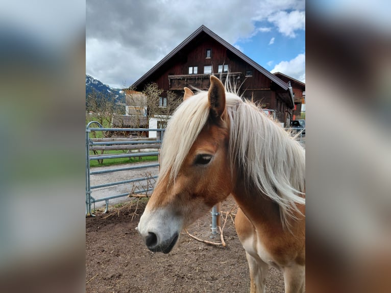 Haflinger Merrie 3 Jaar 137 cm Roodvos in Tannheim