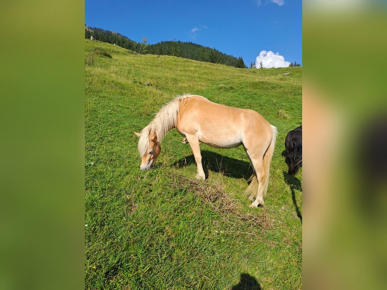 Haflinger Merrie 3 Jaar 137 cm Roodvos in Tannheim