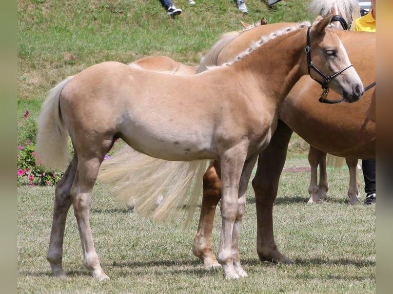 Haflinger Merrie 3 Jaar 138 cm Vos in Bretten