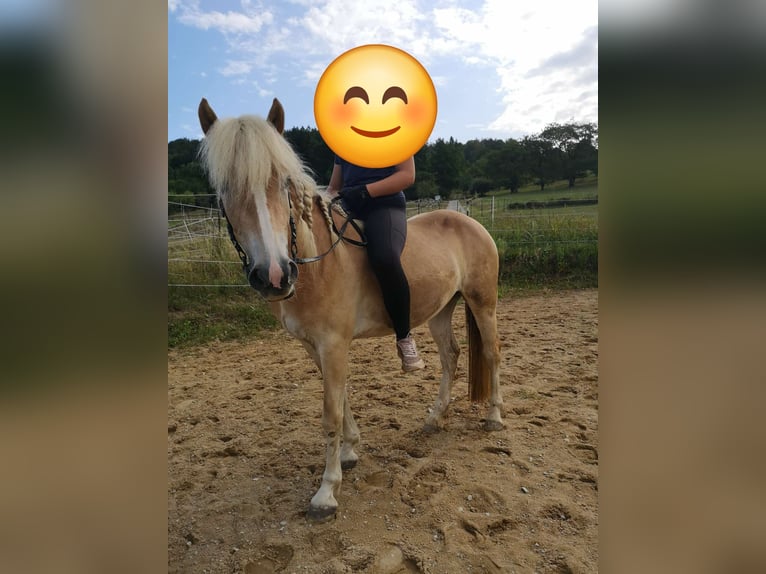 Haflinger Merrie 3 Jaar 140 cm Vos in Ebermannstadt
