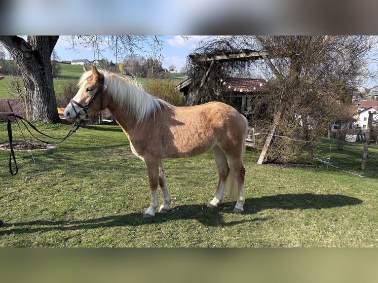 Haflinger Merrie 3 Jaar 143 cm  in Reichertsheim