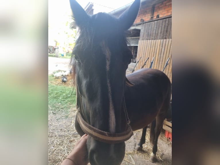 Haflinger Mix Merrie 3 Jaar 144 cm Zwart in Sömmerda Ortsteil Orlishausen