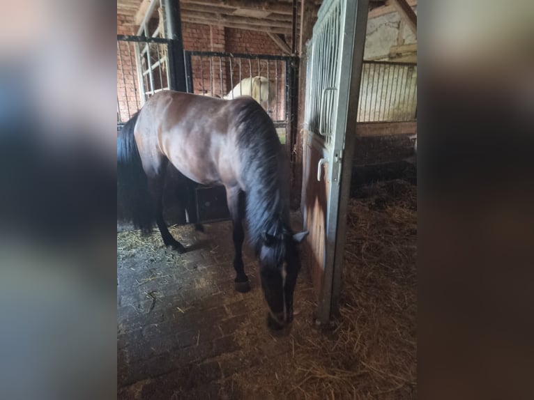 Haflinger Mix Merrie 3 Jaar 144 cm Zwart in Sömmerda Ortsteil Orlishausen