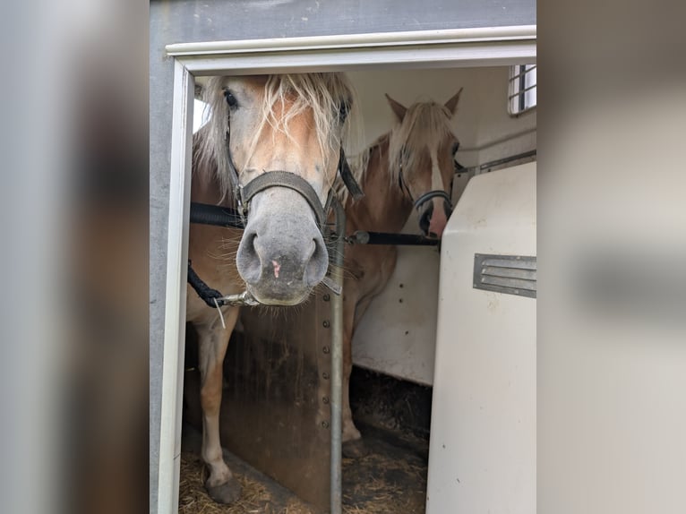 Haflinger Merrie 3 Jaar 145 cm in D&#xF6;britschen