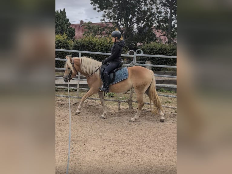 Haflinger Merrie 3 Jaar 145 cm in D&#xF6;britschen