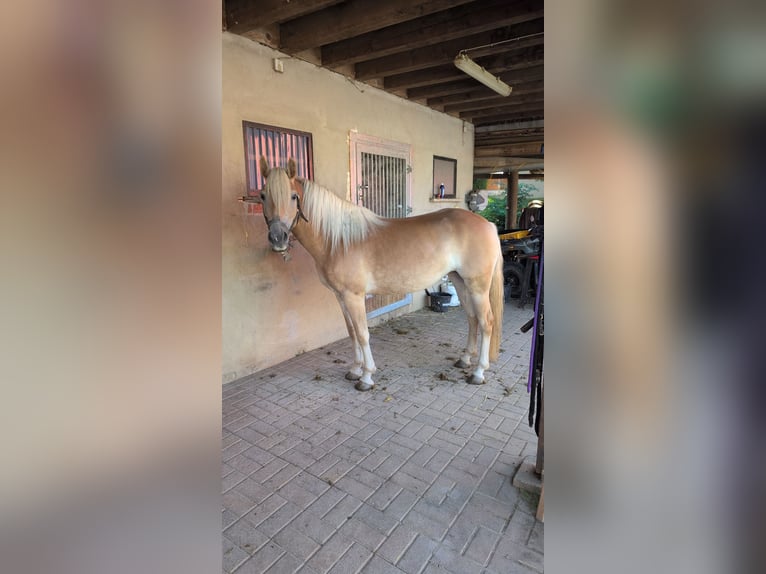 Haflinger Merrie 3 Jaar 145 cm in D&#xF6;britschen