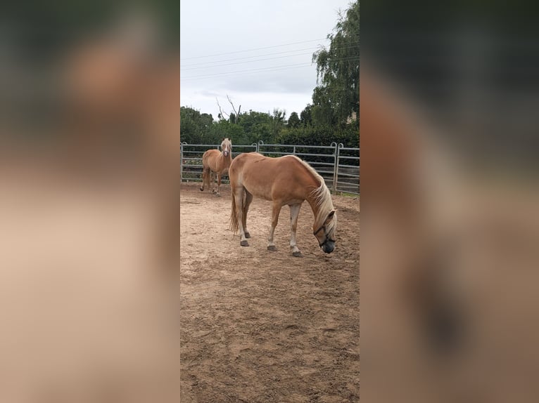 Haflinger Merrie 3 Jaar 145 cm in D&#xF6;britschen