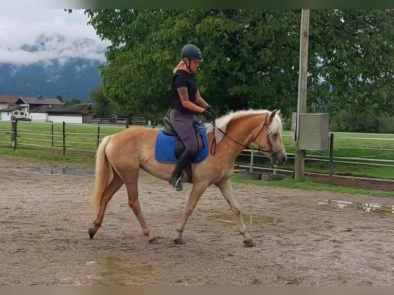 Haflinger Merrie 3 Jaar 145 cm Vos in Kirchbichl