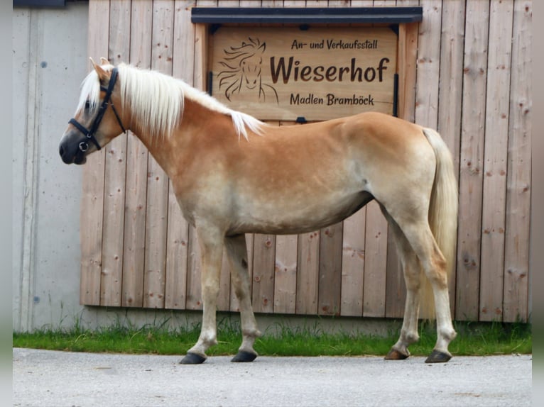 Haflinger Merrie 3 Jaar 145 cm Vos in Kirchbichl