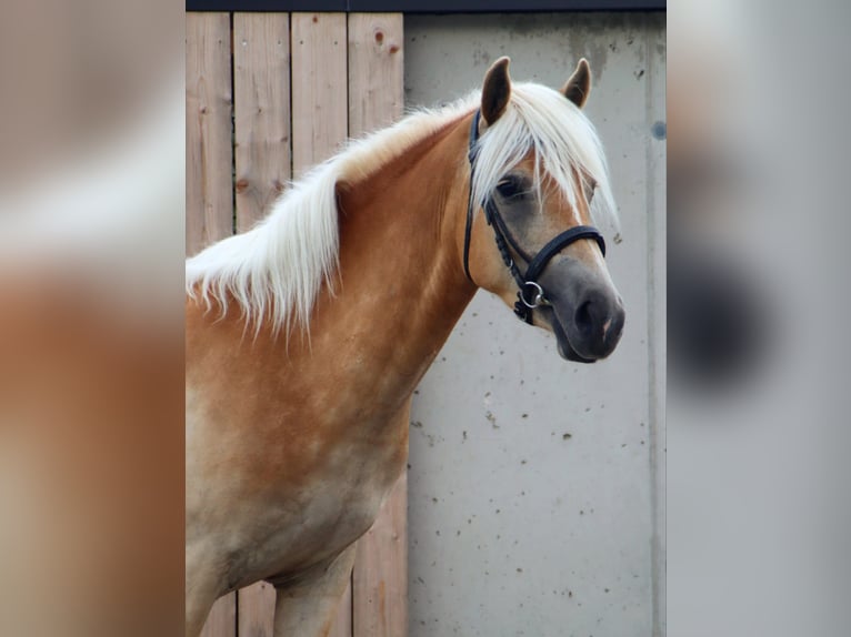 Haflinger Merrie 3 Jaar 145 cm Vos in Kirchbichl