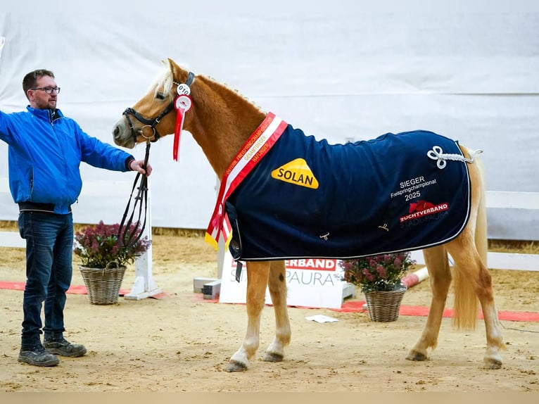 Haflinger Merrie 3 Jaar 145 cm Vos in Kohfidisch