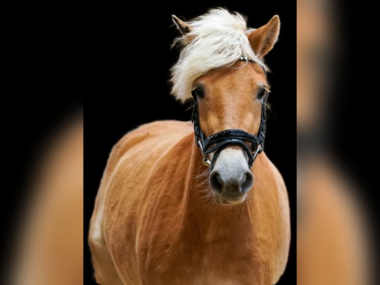 Haflinger Merrie 3 Jaar 145 cm Vos in Kohfidisch