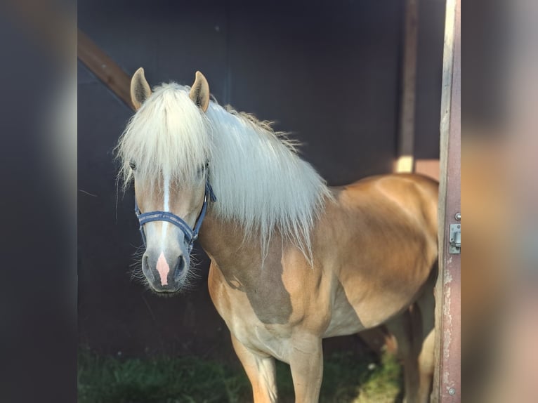 Haflinger Merrie 3 Jaar 146 cm  in Veilsdorf