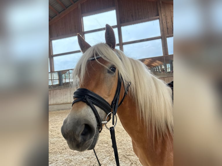 Haflinger Merrie 3 Jaar 146 cm Vos in Kuchl