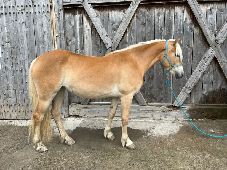 Haflinger Merrie 3 Jaar 146 cm Vos in St. Leonhard