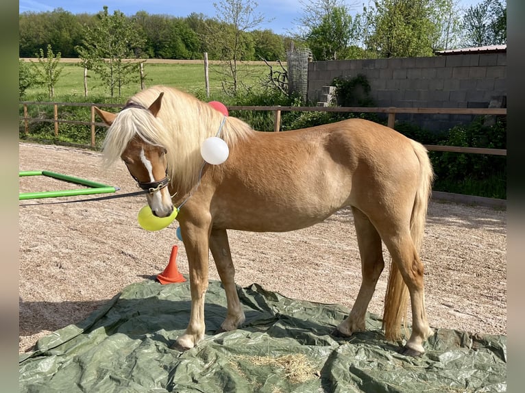 Haflinger Merrie 3 Jaar 146 cm Vos in Itzgrund