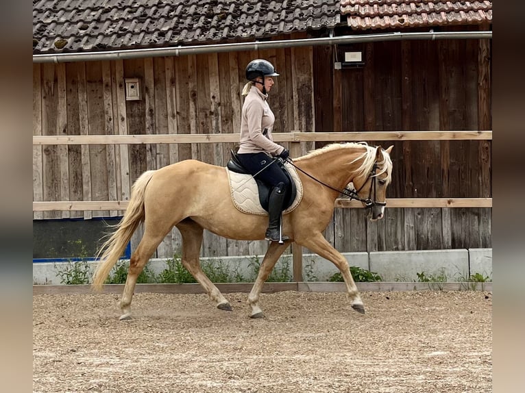 Haflinger Merrie 3 Jaar 146 cm Vos in Itzgrund