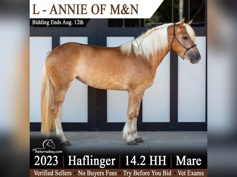 Haflinger Merrie 3 Jaar 147 cm Donkere-vos in Shipshewana, IN