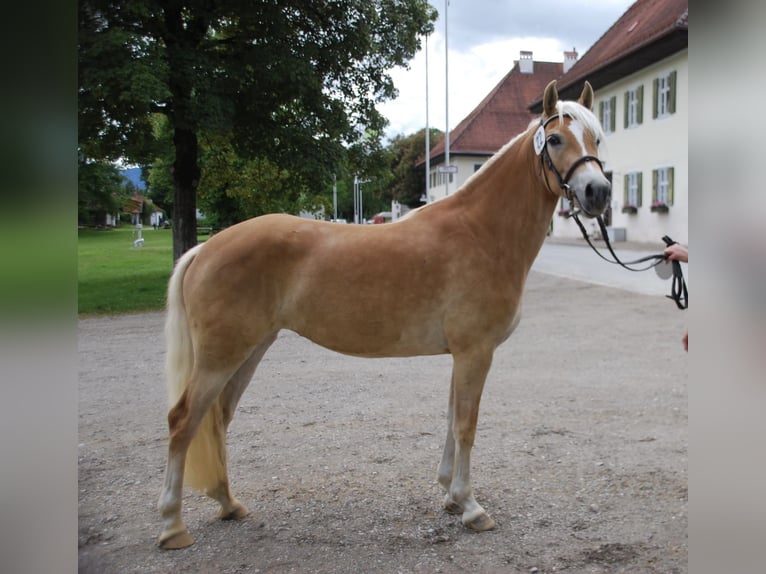 Haflinger Merrie 3 Jaar 147 cm Palomino in Obersöchering