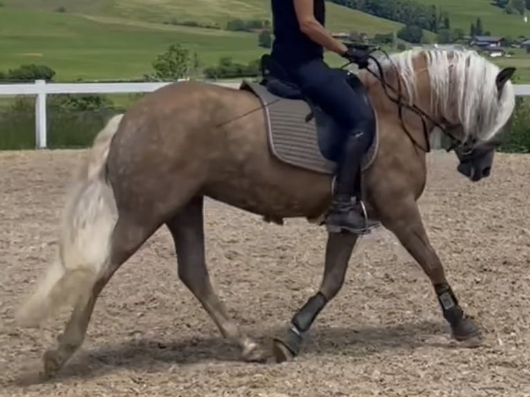 Haflinger Merrie 3 Jaar 147 cm Vos in Bayrischzell