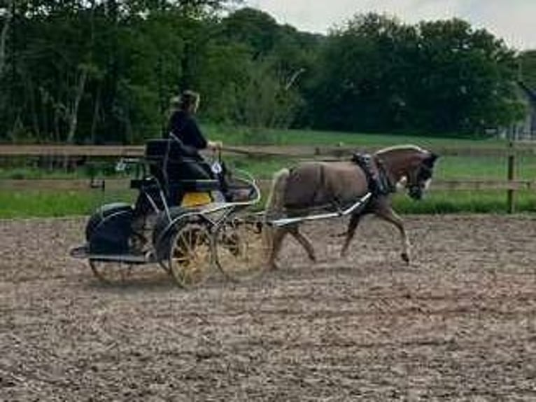 Haflinger Merrie 3 Jaar 147 cm Vos in Bayrischzell