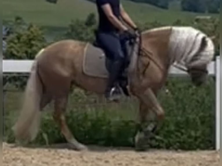 Haflinger Merrie 3 Jaar 147 cm Vos in Bayrischzell