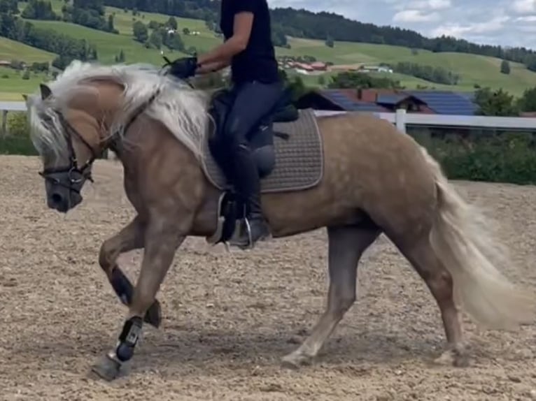 Haflinger Merrie 3 Jaar 147 cm Vos in Bayrischzell