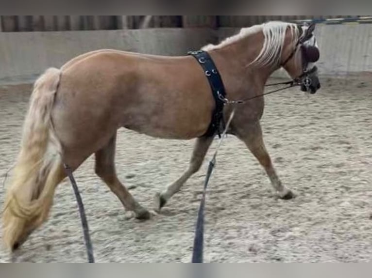 Haflinger Merrie 3 Jaar 147 cm Vos in Bayrischzell