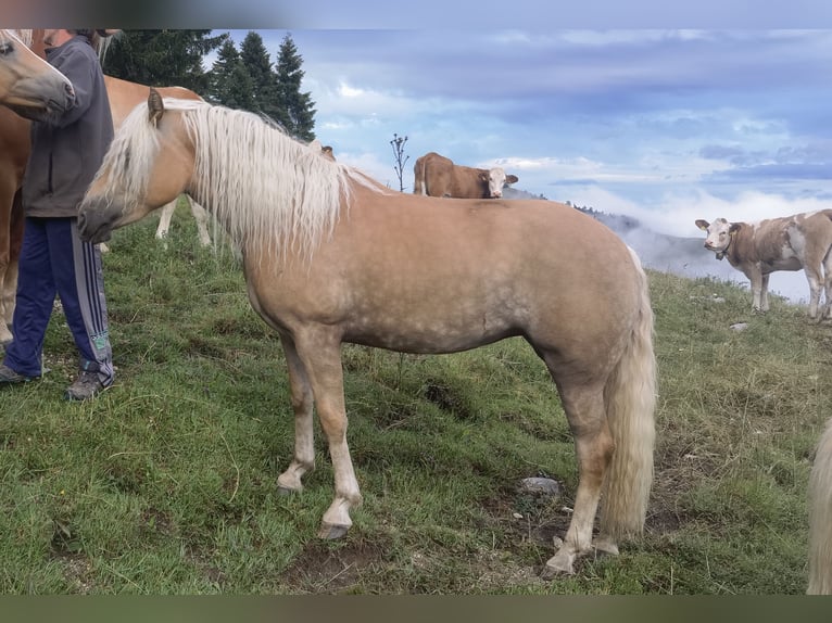 Haflinger Merrie 3 Jaar 147 cm Vos in Bayrischzell