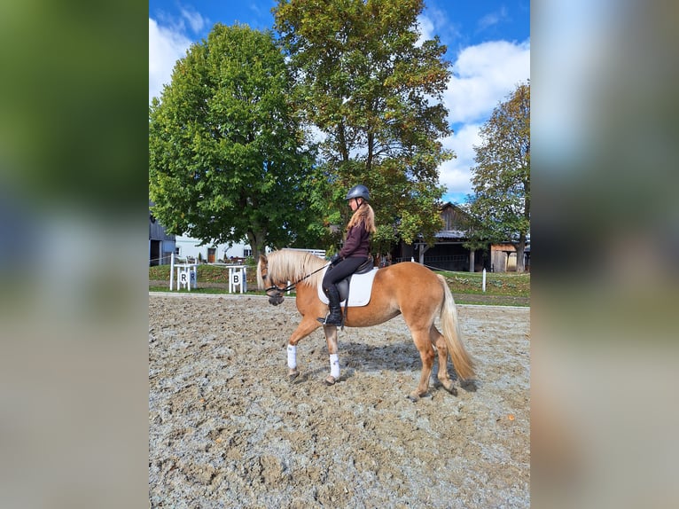 Haflinger Merrie 3 Jaar 147 cm Vos in Mühlen