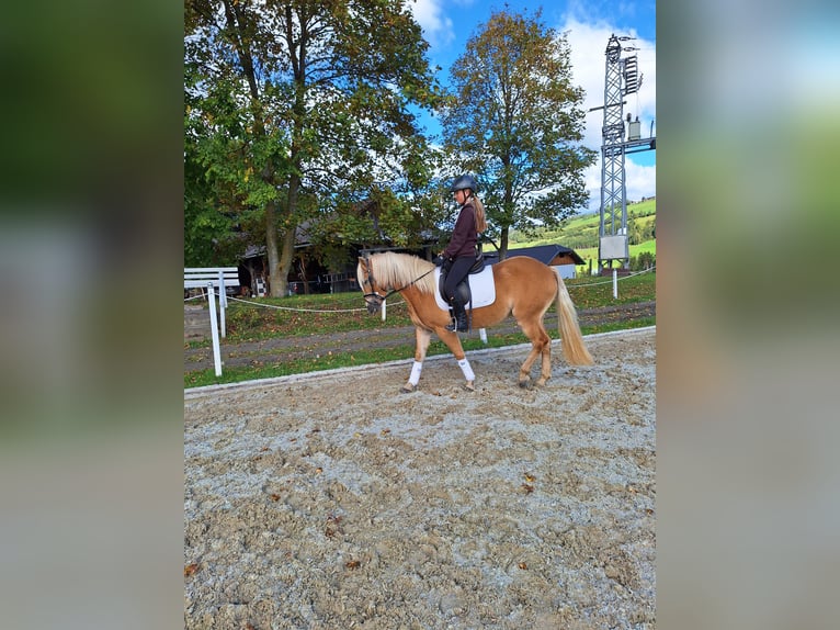 Haflinger Merrie 3 Jaar 147 cm Vos in Mühlen