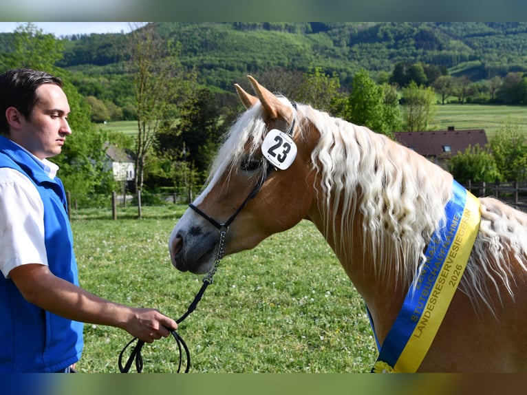 Haflinger Merrie 3 Jaar 147 cm Vos in Annaberg