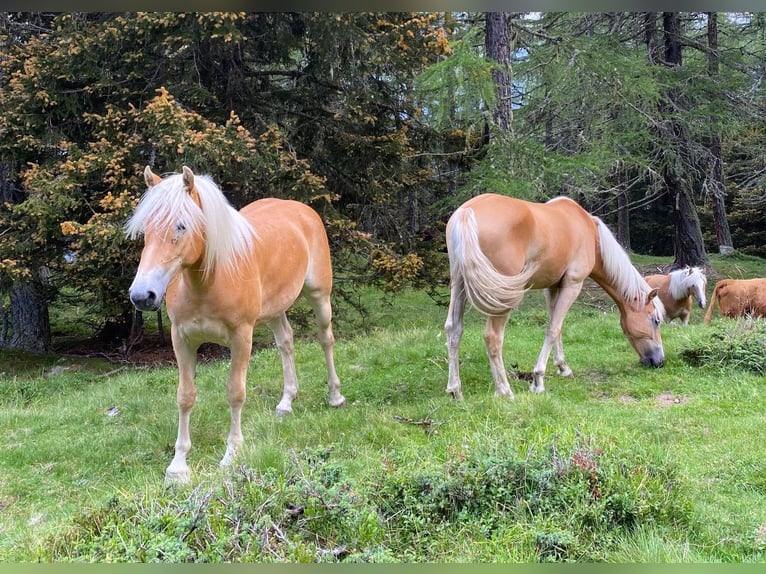 Haflinger Merrie 3 Jaar 147 cm Vos in Bozen/Südtirol