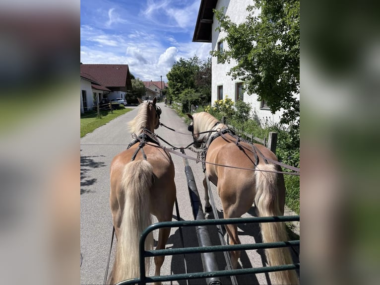 Haflinger Merrie 3 Jaar 148 cm in Unterthingau