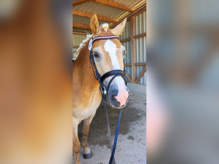 Haflinger Merrie 3 Jaar 148 cm in Oberw&#xF6;lz