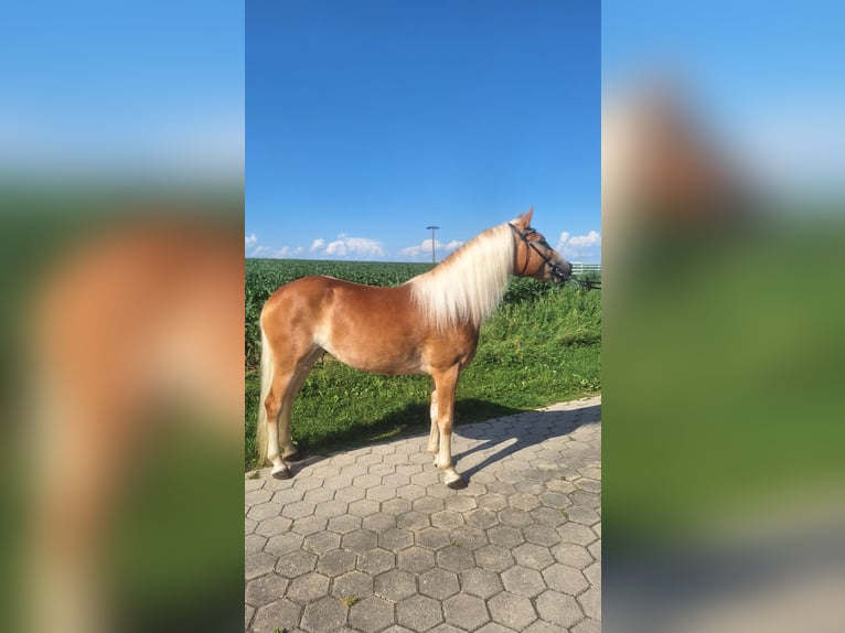 Haflinger Merrie 3 Jaar 148 cm  in Dingolfing