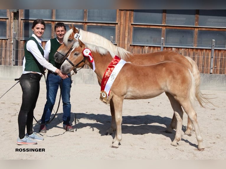 Haflinger Merrie 3 Jaar 148 cm Vos in Goldegg