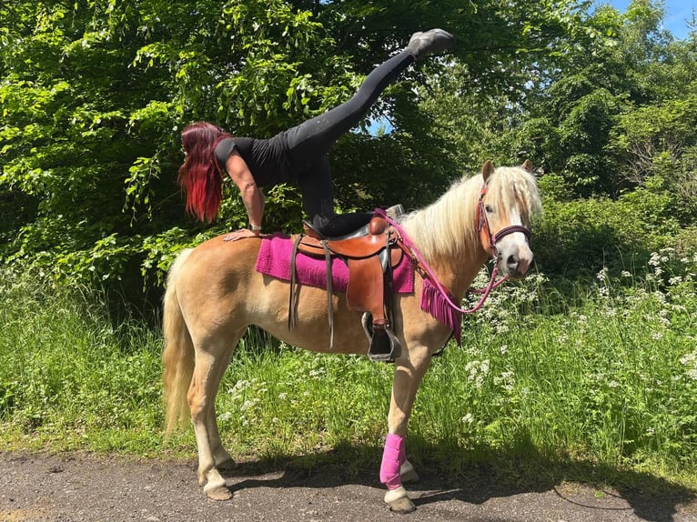 Haflinger Merrie 3 Jaar 148 cm Vos in Linkenbach
