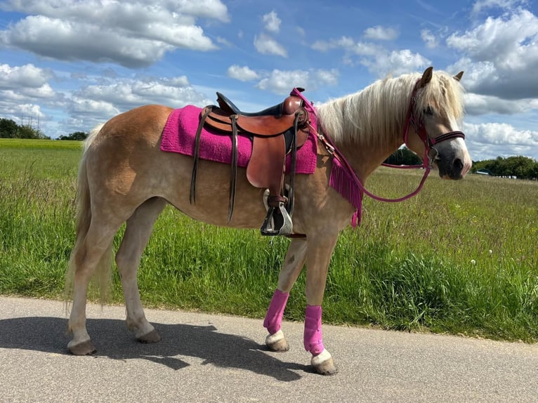 Haflinger Merrie 3 Jaar 148 cm Vos in Linkenbach