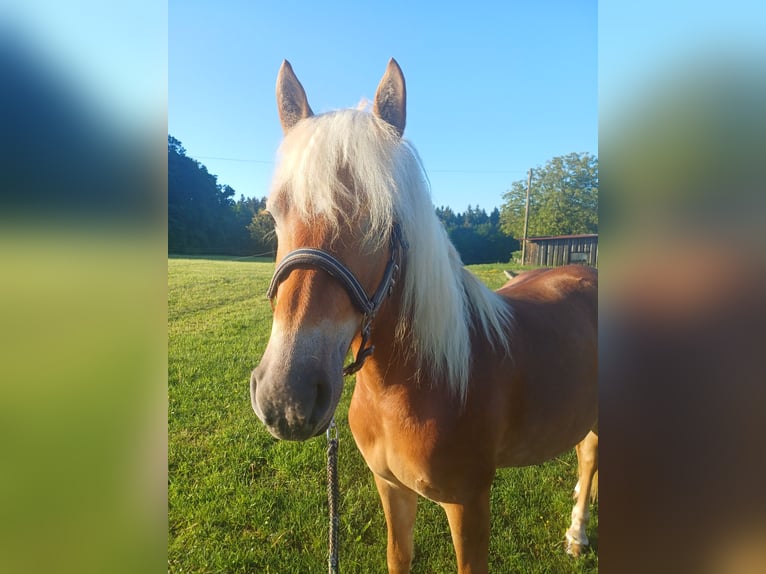 Haflinger Merrie 3 Jaar 149 cm Donkere-vos in Bretten