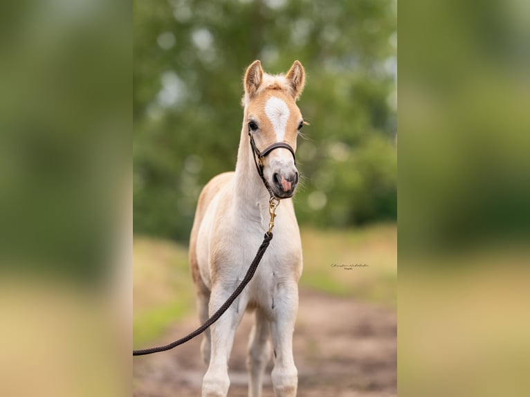 Haflinger Merrie 3 Jaar 149 cm in Schönhagen