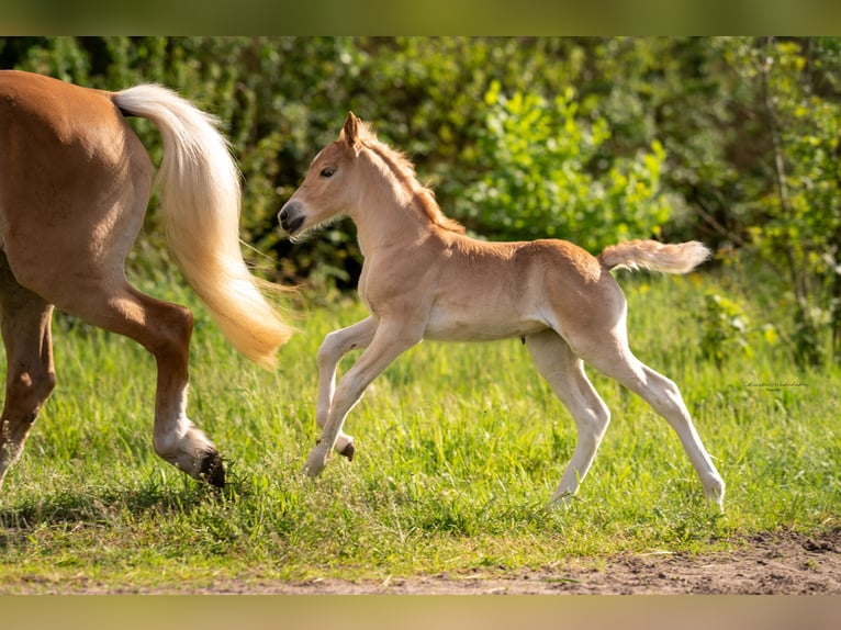 Haflinger Merrie 3 Jaar 150 cm in Trebbin