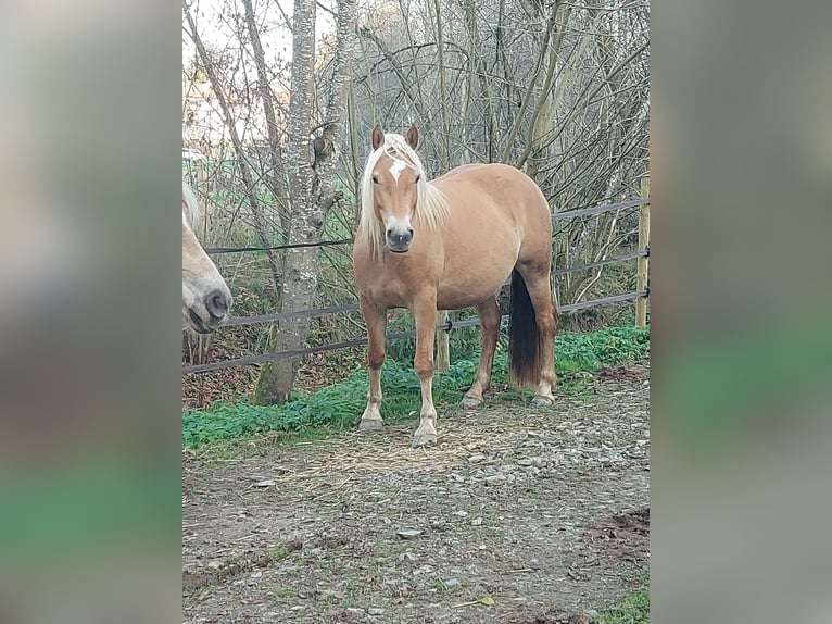 Haflinger Merrie 3 Jaar 150 cm in Gleisdorf