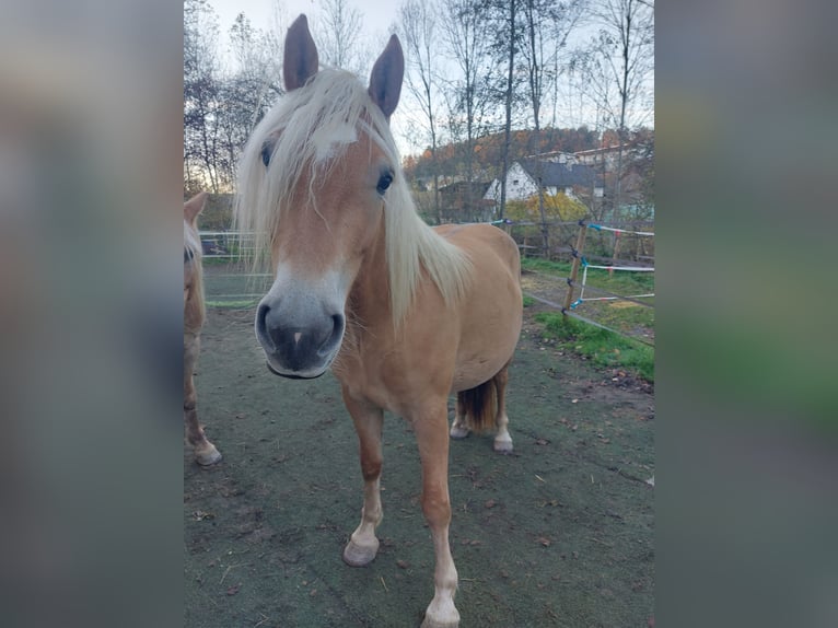 Haflinger Merrie 3 Jaar 150 cm in Gleisdorf