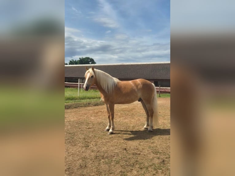Haflinger Merrie 3 Jaar 150 cm  in Freystadt