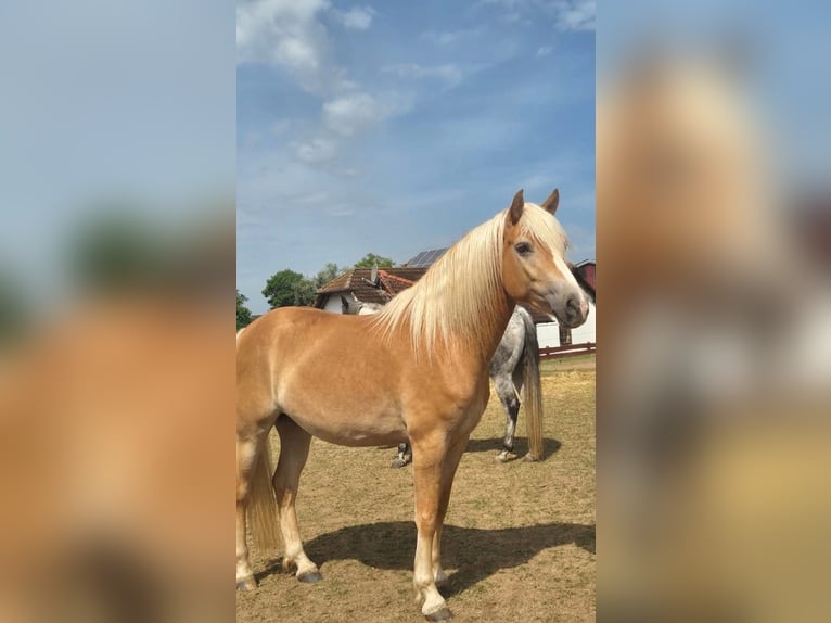 Haflinger Merrie 3 Jaar 150 cm  in Freystadt